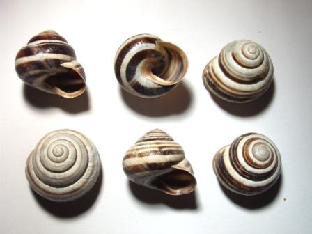 Cepaea vindobonensis. Киев.